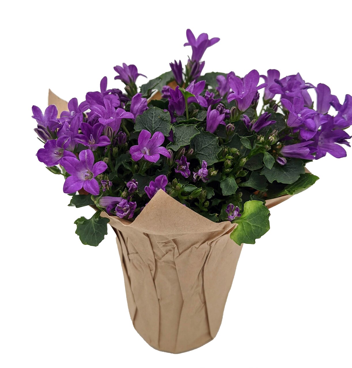 Blissful Blue Campanula -2.5" Self Watering Pot- Enjoy Inside then Plant Outside